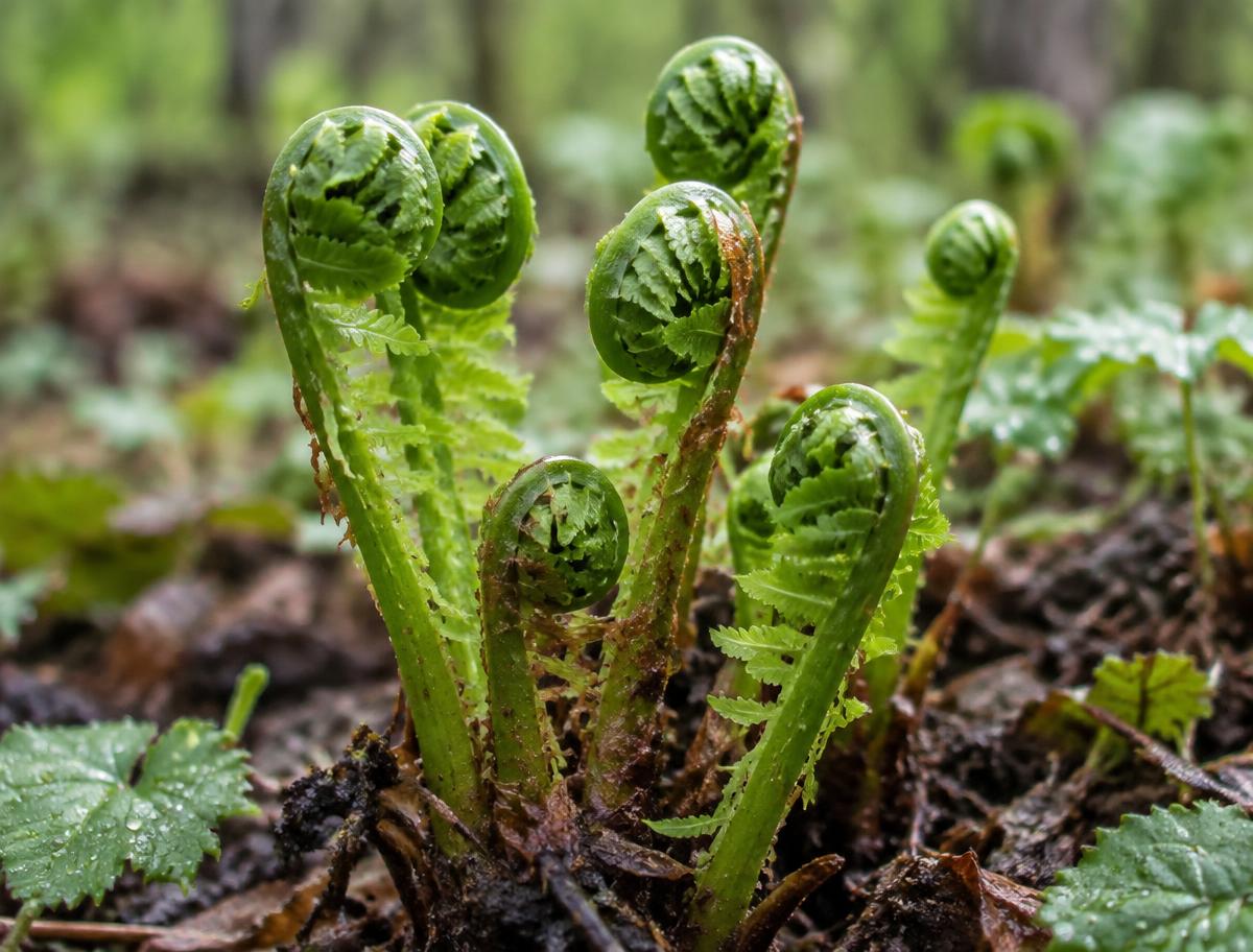 Young fern shoots unfurling in dark rich soil after rain